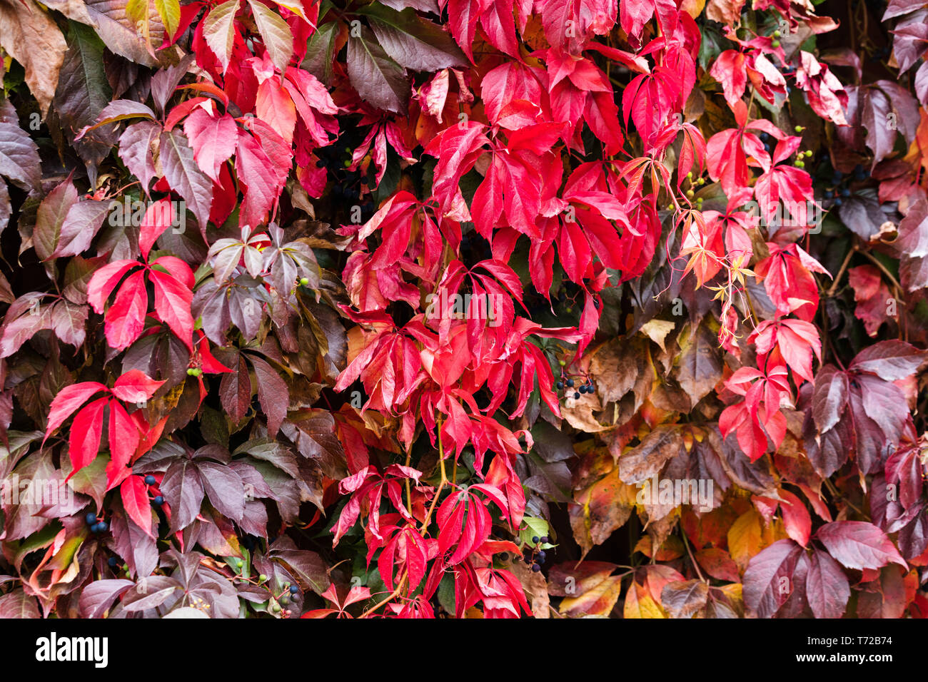 Rote Blätter der schleichenden maiden Trauben im Herbst, Herbst Stockfoto