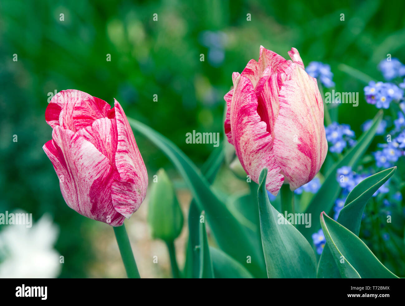 Tulpe-Hemisphäre Stockfoto