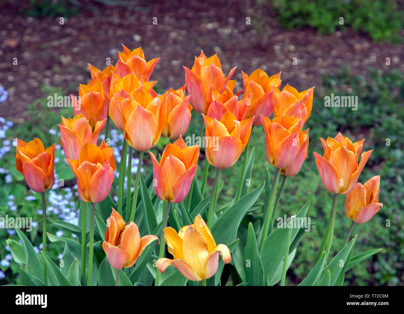 Tulip Anfrage Stockfoto