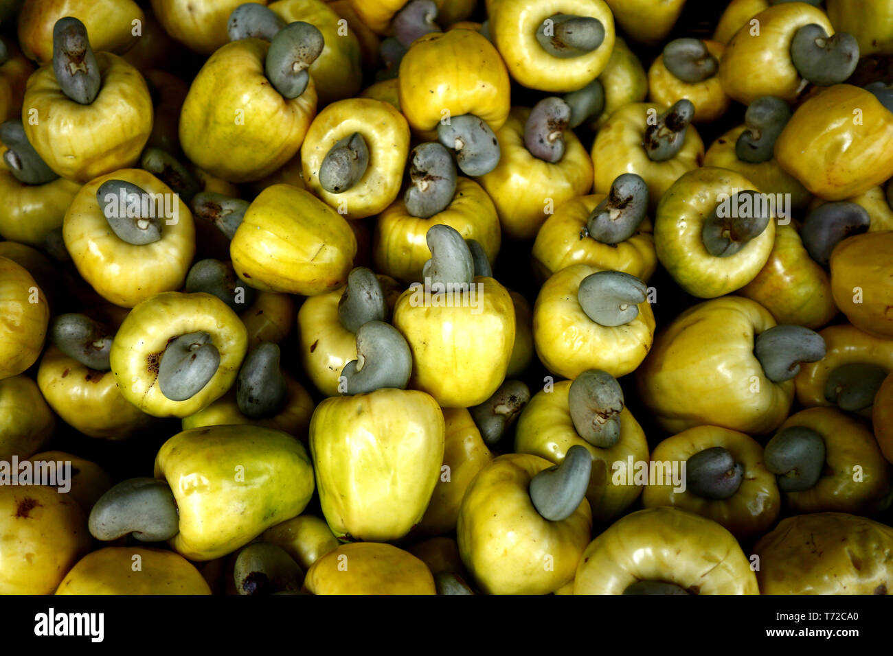 Foto von einem Bündel frisch und reif Cashew Frucht Stockfoto