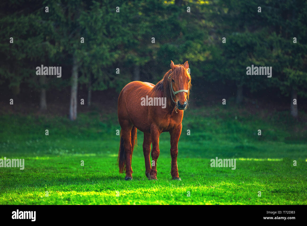 Mystic Sonnenaufgang über die verträumte Berg. Wild Horse Beweidung frisches Gras auf der Wiese. Bulgarien, Europa Stockfoto