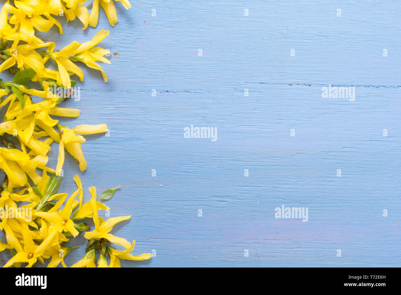 Gelbe Blumen auf blau Holztisch. Stockfoto