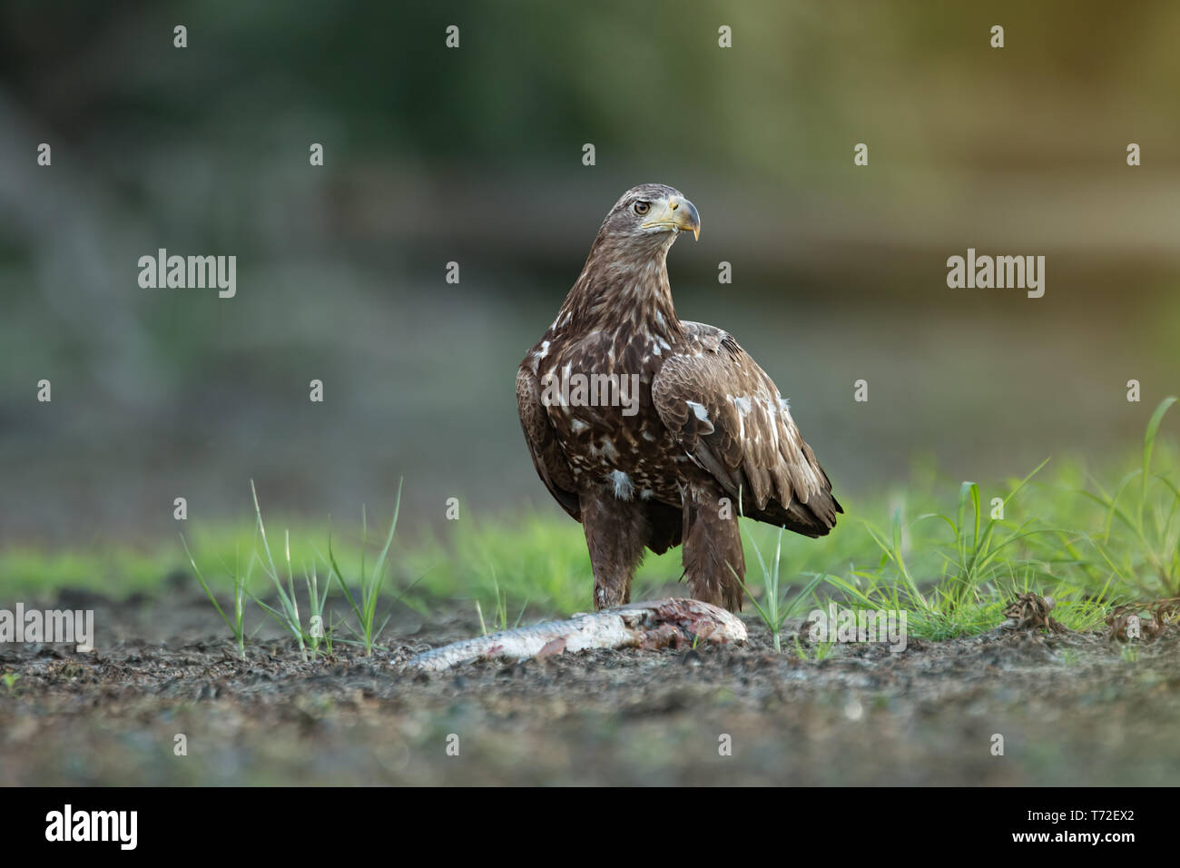 Juvenile Seeadler Fisch essen an einem Flussufer in Auwald Stockfoto