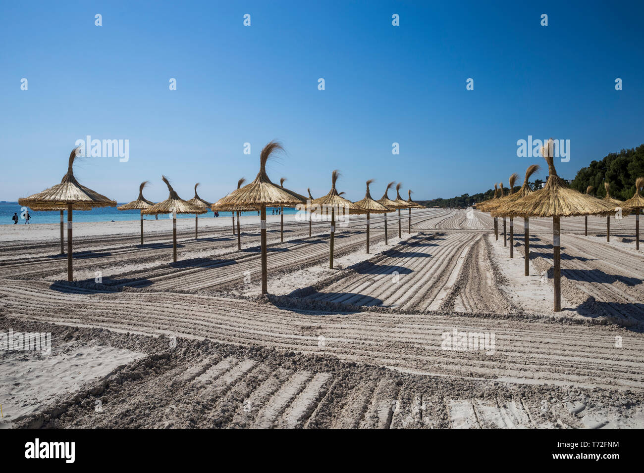 Stroh Sonnenschirme und frisch geharkt Sand am Strand in Port d'Alcudia, Mallorca, Spanien. Stockfoto