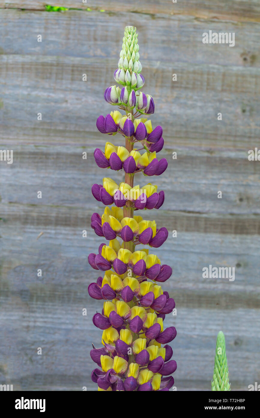 Lila und Gelbe Lupine Manhattan Leuchten Blumen in einem ruhigen Garten Stockfoto