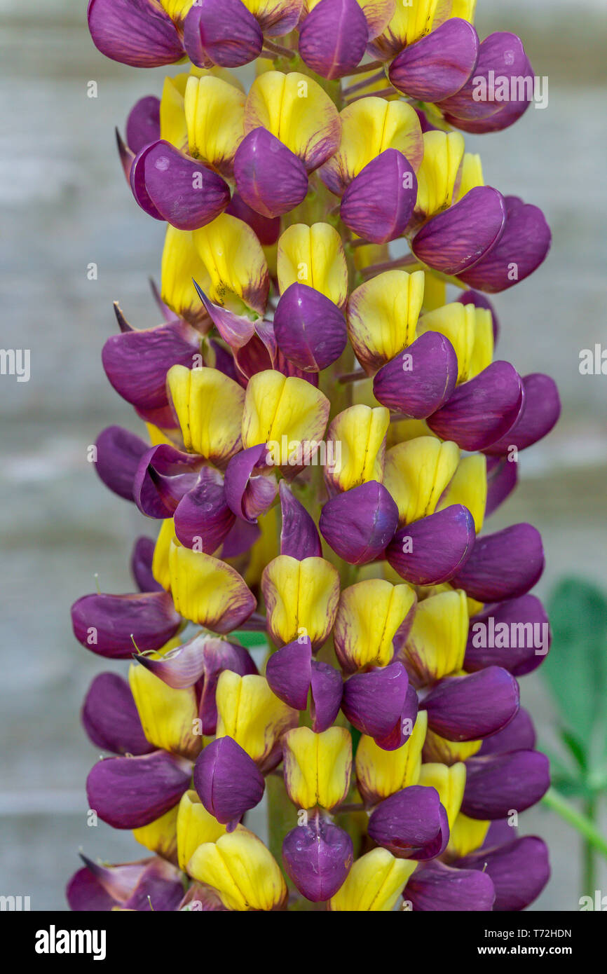 Lila und Gelbe Lupine Manhattan Leuchten Blumen in einem ruhigen Garten Stockfoto