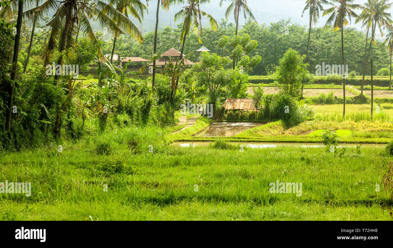 Bali Landschaft mit grünen grüne Reisfelder Stockfoto