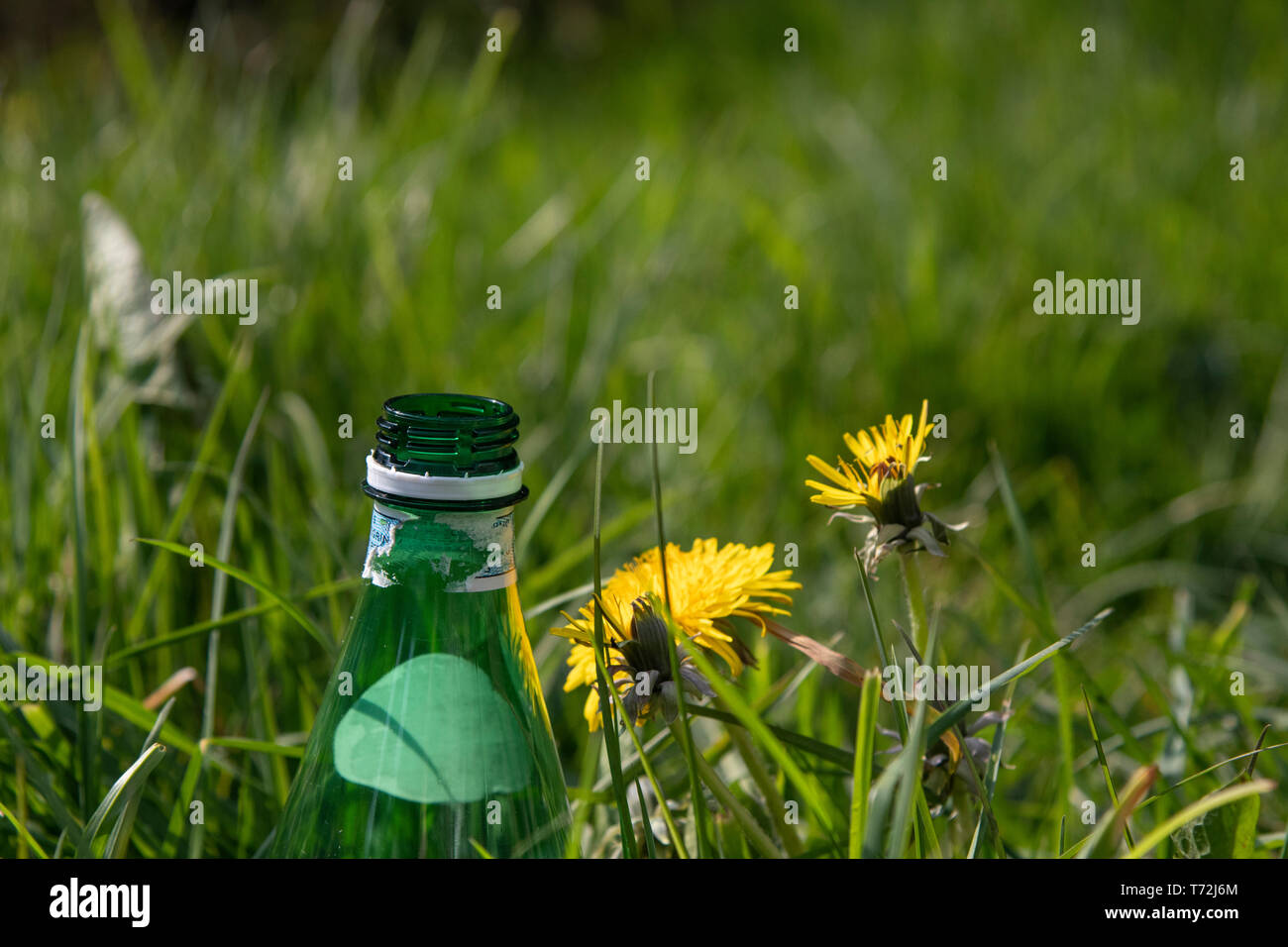 Plastikflasche weggeworfen in einem Feld von daendelions Stockfoto