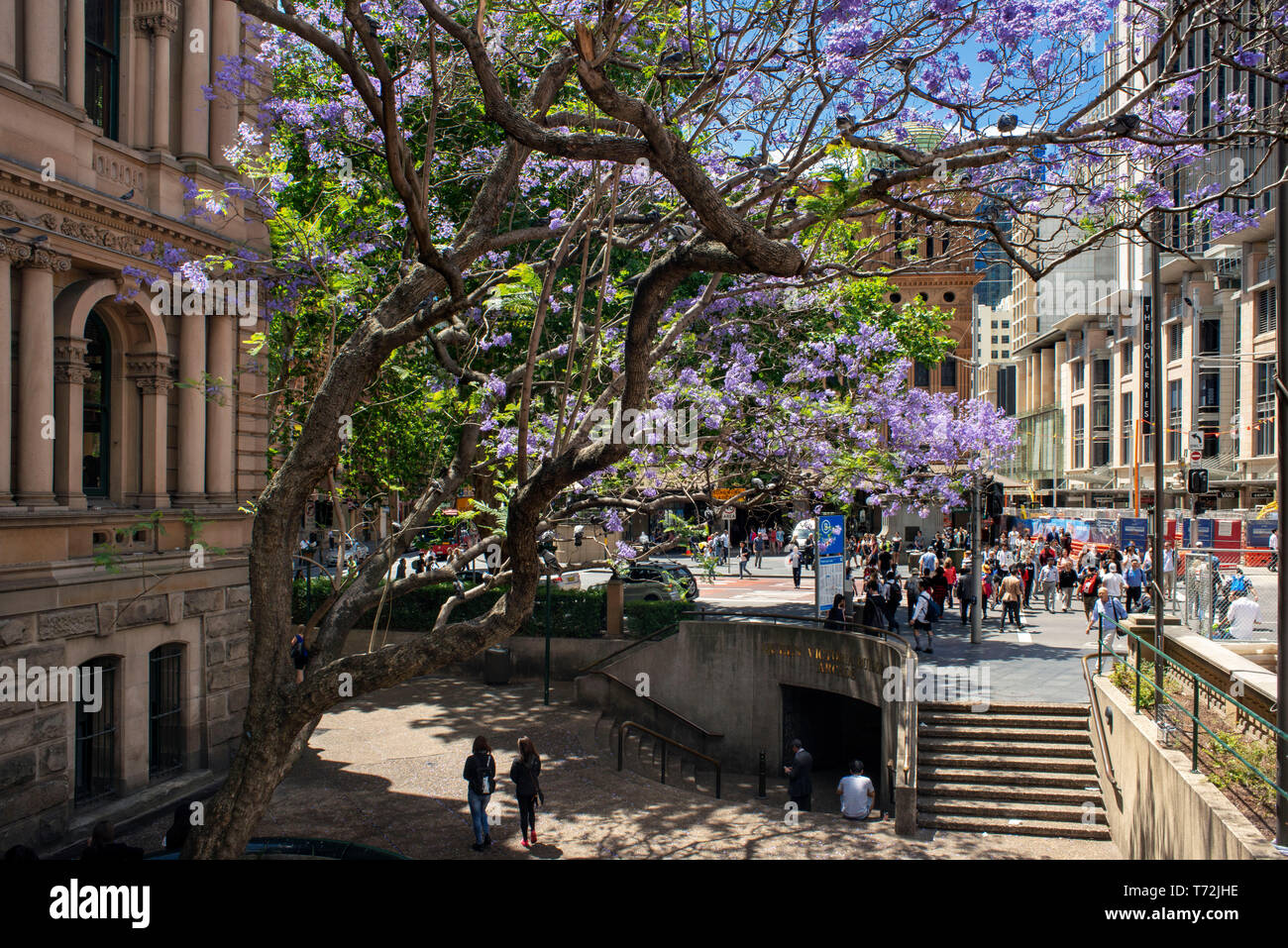 Sydney Town Hall Gardens bei George Streer. Sydney, New South Wales, Australien Stockfoto