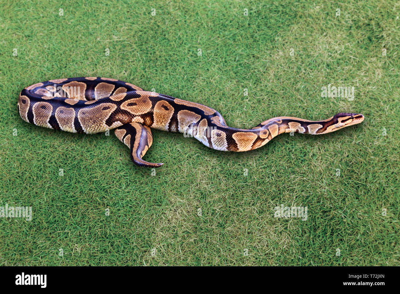 Ball python oder Royal python Schlange, Python regius, auf Gras Stockfoto