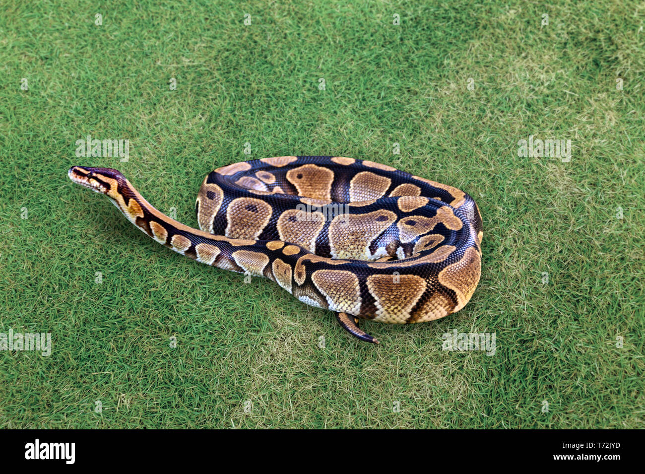 Ball python oder Royal python Schlange, Python regius, auf Gras Stockfoto