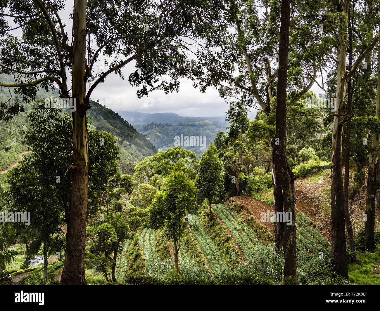 Sri Lanka - Terrassen - Landwirtschaft Stockfoto