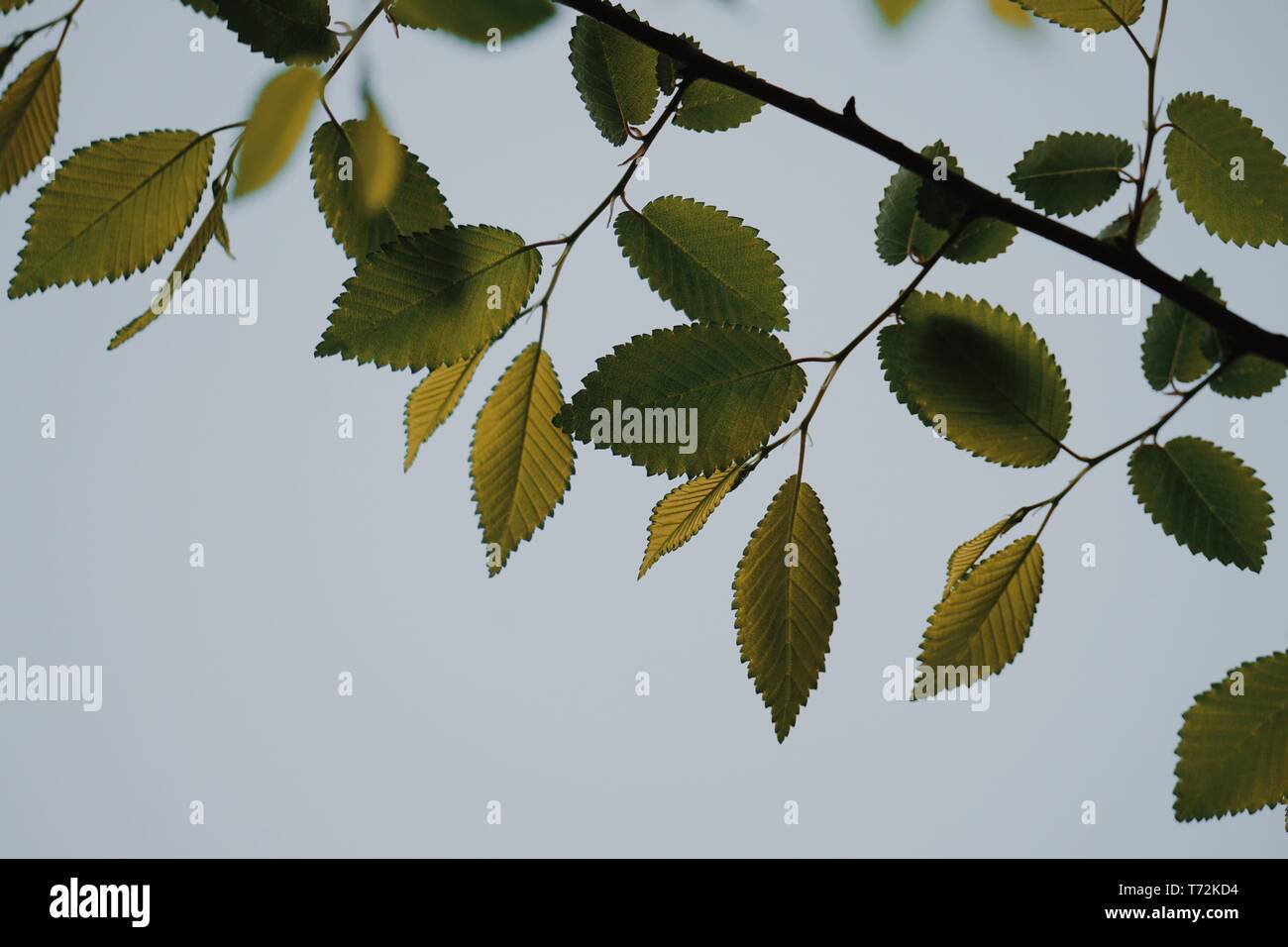 Grüne Blätter in der Natur texturiert Stockfoto