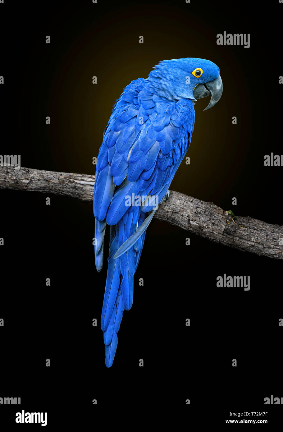 Blauen Hyazinthara, Anodorhynchus hyacinthinus oder hyacinthine Macaw, auf Ast ab, über die Schulter schauen, auf schwarzem Hintergrund Stockfoto
