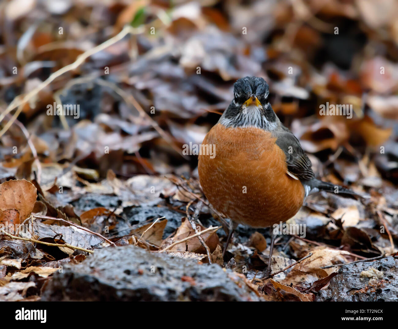 Adorable männlich American Robin (Turdus migratorius) plump von milchstau der gefallenen Äpfel im schönen Kupfer Gefieder Stockfoto