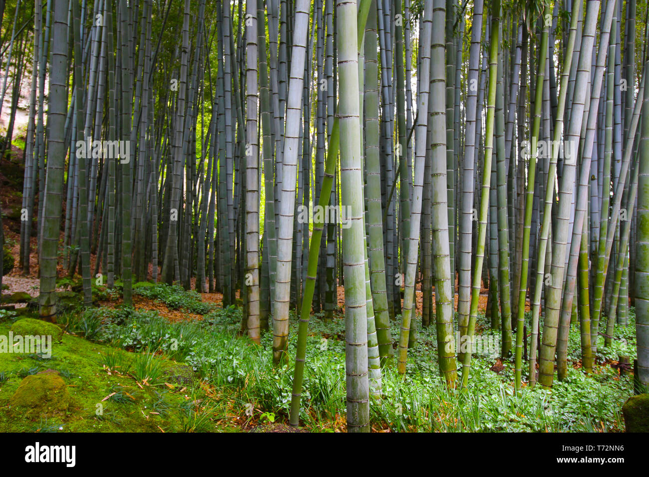 Japanische Riese Bambus wachsen dicht in der Forest Garden in Japan  Stockfotografie - Alamy