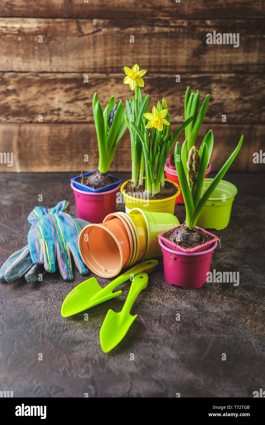 Frühling Blumen mit Gartengeräte Stockfoto
