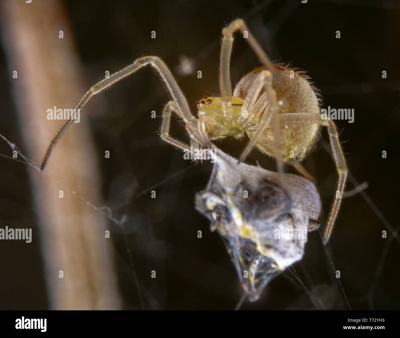 Spider Plünderungen seine Beute nach Fang es dunklen Hintergrund Stockfoto