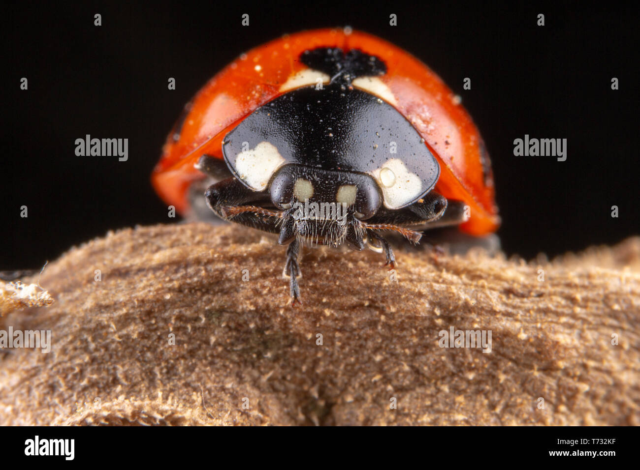 Kleine rote Marienkäfer mit 4 Punkte auf braun Blatt Makro Fotografie Stockfoto