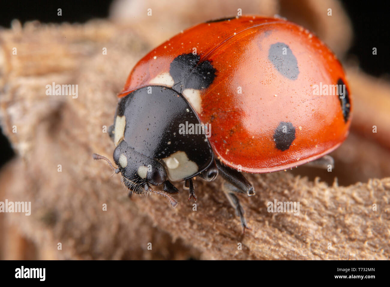 Kleine rote Marienkäfer mit 4 Punkte auf braun Blatt Makro Fotografie Stockfoto