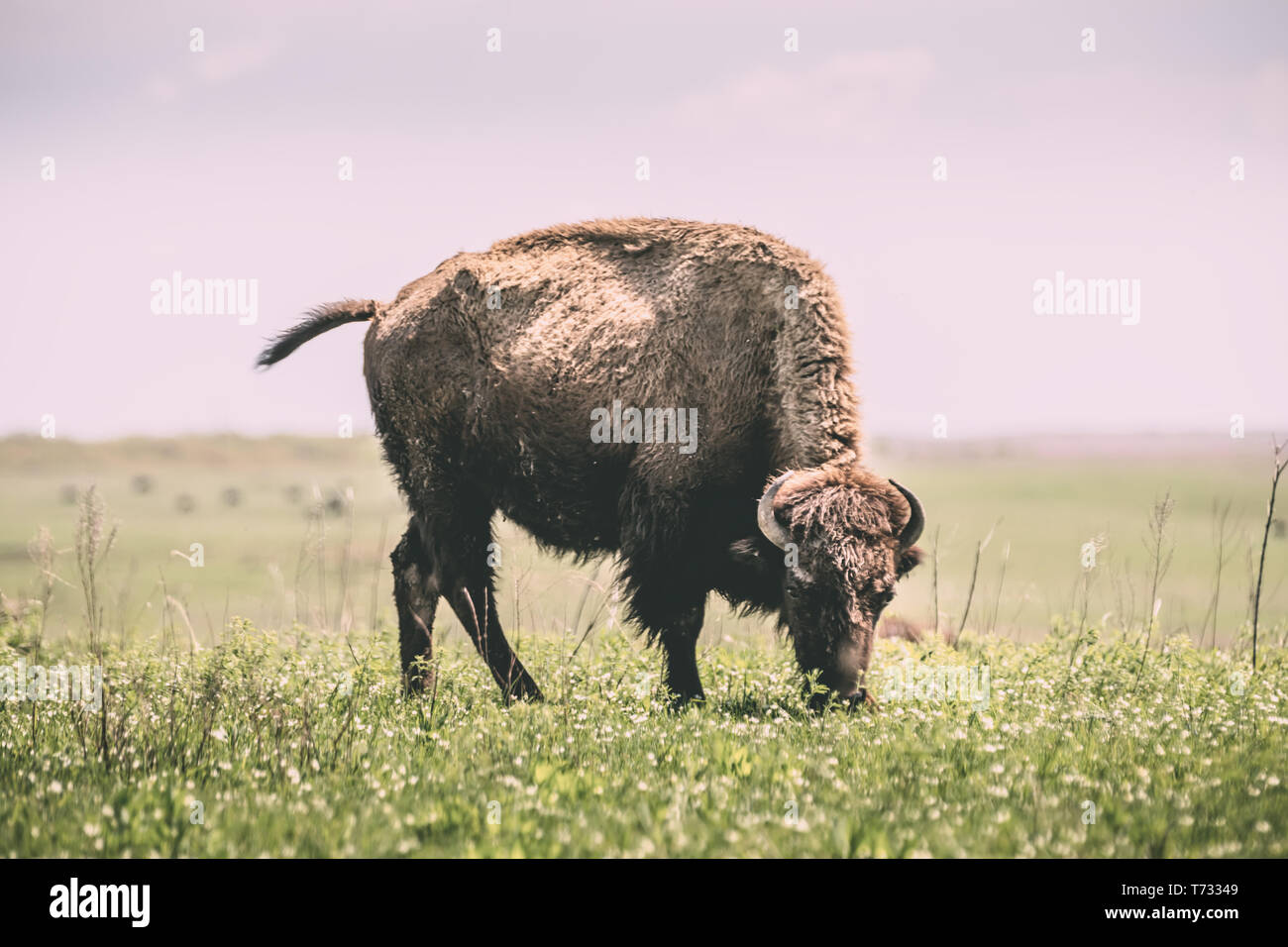 Wild Bisons in der Prärie Stockfoto