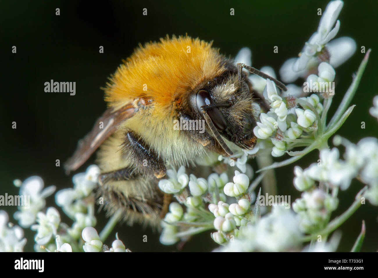 Little Honey Bee Pollen sammeln auf der schönen weißen Blüten Stockfoto