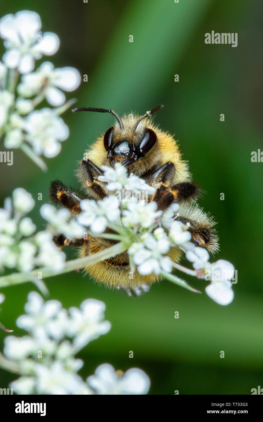 Little Honey Bee Pollen sammeln auf der schönen weißen Blüten Stockfoto