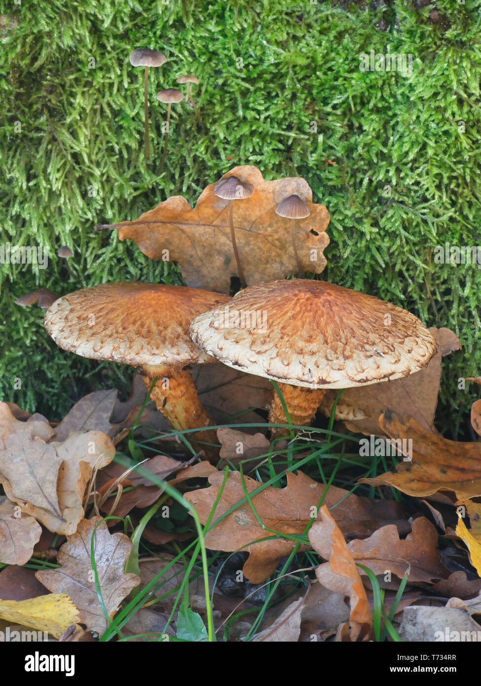 Pholiota squarrosa, bekannt als der shaggy scalycap, der Zottige Pholiota Pholiota, oder die Schuppigen Stockfoto