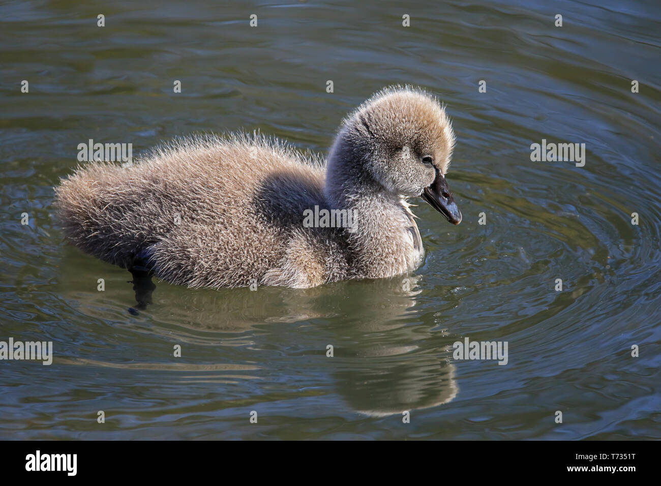 Schwimmen swan Küken Stockfoto