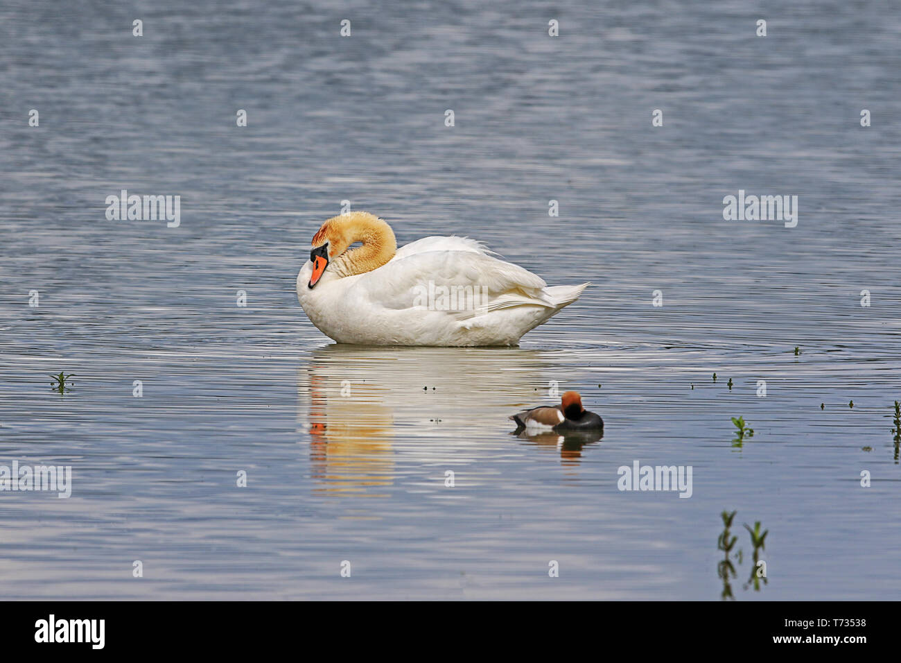 Schwan in flachem Wasser im Vordergrund ruhende eine Ente aus Fokus Stockfoto