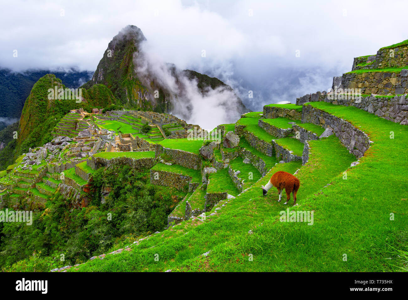 Machu Picchu, Cusco, Peru: Übersicht der verlorenen Inkastadt Machu Picchu, landwirtschaftlichen Terrassen und Wayna Picchu, Peak im Hintergrund Stockfoto