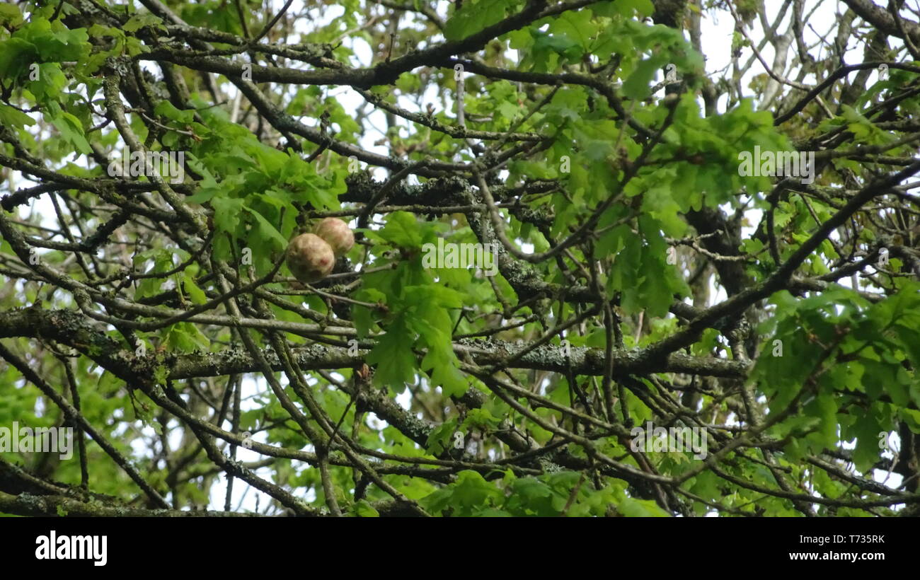 Wald Foto in Bristol UK an einem Frühlingstag genommen Stockfoto