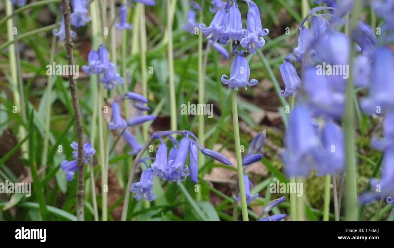 Bluebell Blumen in Bristol Holz - Foto in Bristol GROSSBRITANNIEN Stockfoto