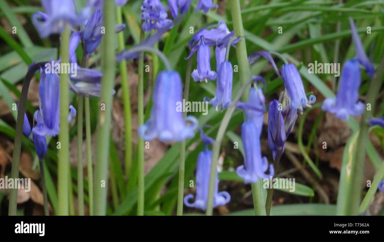 Bluebell Blumen in Bristol Holz - Foto in Bristol GROSSBRITANNIEN Stockfoto