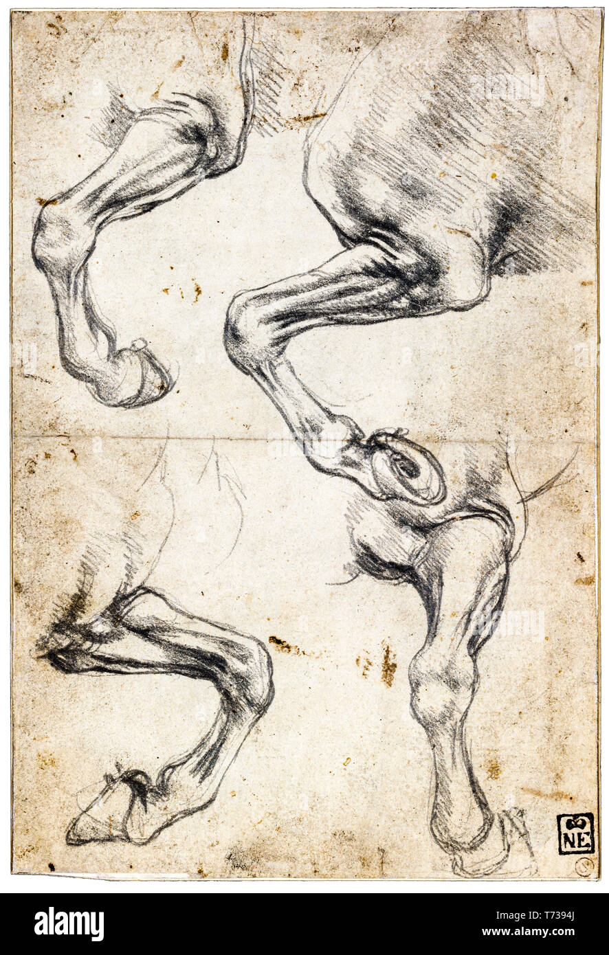 Leonardo da Vinci, Studien der Pferd Bein, Kreide anatomische Zeichnung, C. 1485 Stockfoto