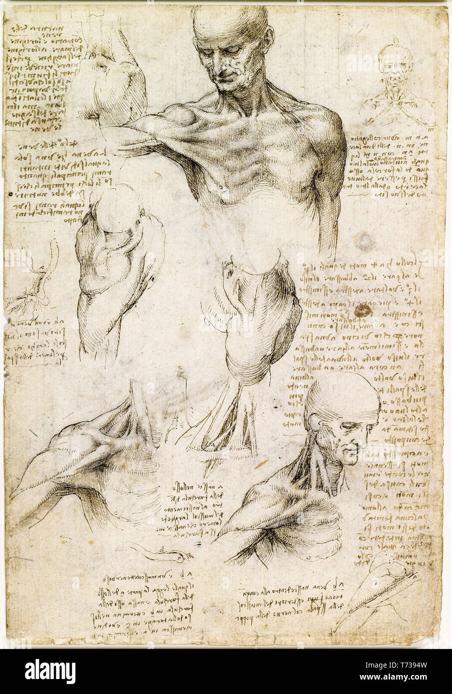 Leonardo da Vinci-Zeichnungen, oberflächliche Anatomie von Schulter und Hals, anatomische Zeichnung, circa 1510 Stockfoto