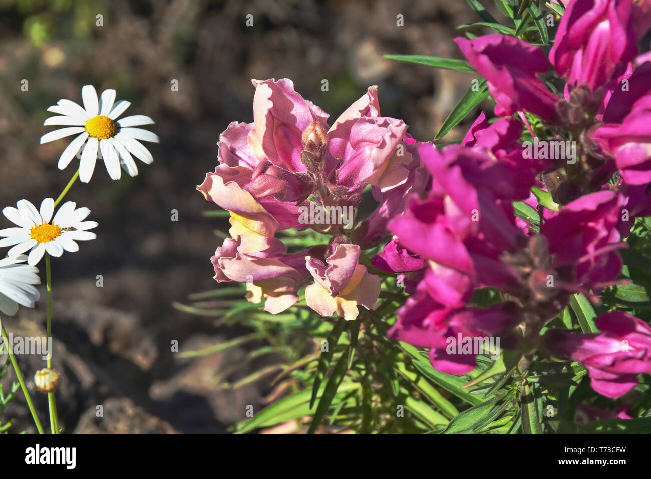 Nahaufnahme eines großen snapdragon, eine Blume auf Teneriffa und den Kanarischen Inseln in Farbe dunkel Rose mit beige. Zwei Blumen links von einem Marguerite und Neben Stockfoto