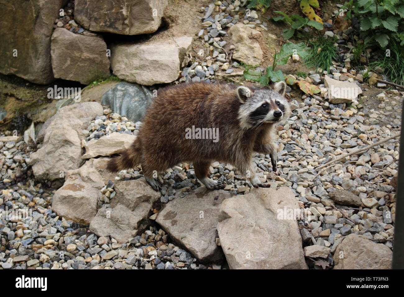 Waschbär HD Wallpaper Cute Natur Fotografie Waschbär Trinkwasser und Kletterbaum in Zoo in Deutschland Hintergrund Bild Foto Bild lustige Tiere Stockfoto