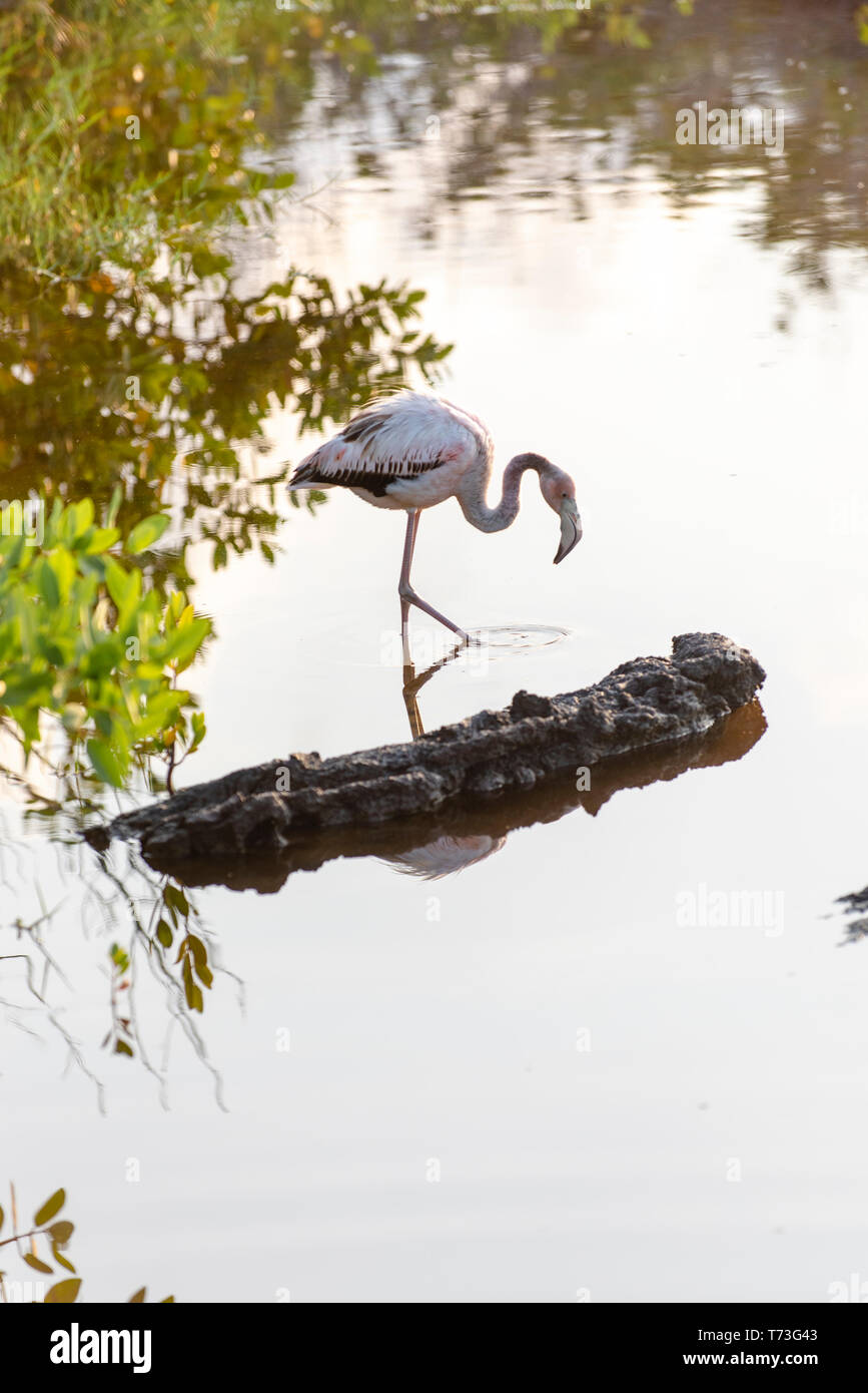 Karibik (Amerikanische) Flamingos in den Lagunen von Puerto Villamil auf Isabela Island, Galapagos. Stockfoto