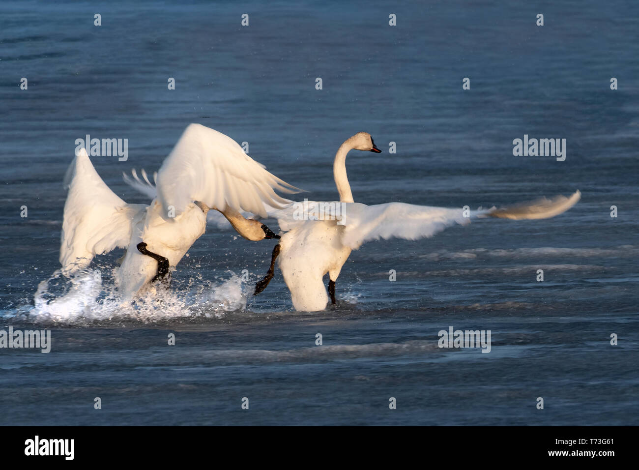 Nordamerika; USA; Alaska; Tanana Valley; Feder; Tierwelt; Vögel; Wasservögel; Trumpeter Swan; Cygnus buccinator. Stockfoto