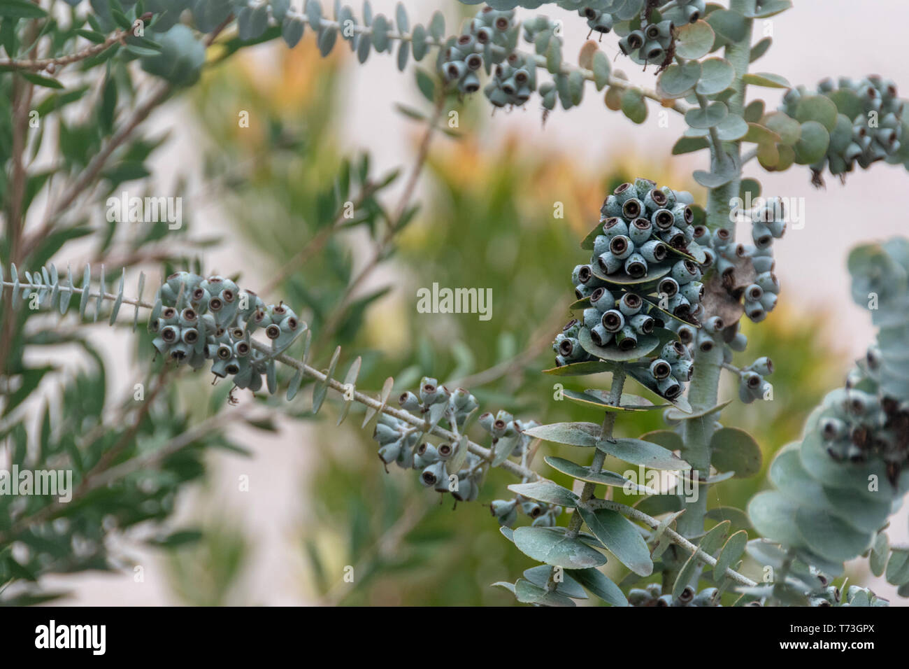 Mit seiner starken Pfefferminzaroma Aroma, Eukalyptus Öl eignet sich hervorragend zur Linderung von Stress, Steigerung der Energie- und schadensbegrenzende geistige Ermüdung. Eukalyptusöl ist wirksam Stockfoto