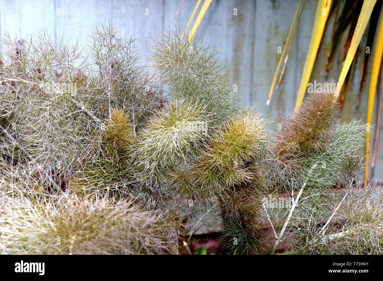 Bronze Fenchel, Foeniculum vulgare, ist eine blühende Pflanze Arten in der Karotte Familie. Eine winterharte Staude Pflanze mit gelben Blüten und gefiederten Blätter. Stockfoto