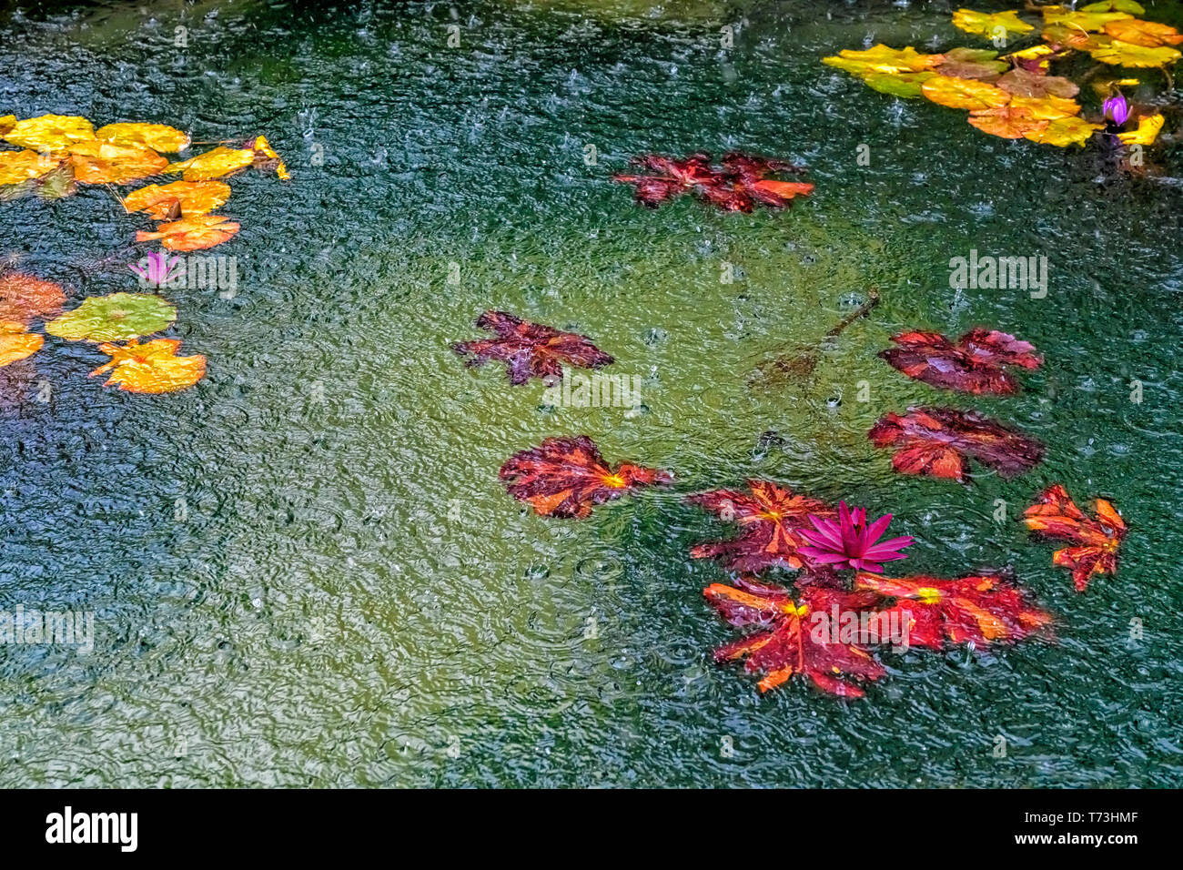 Regen fällt auf eine Lilly Teich Stockfoto