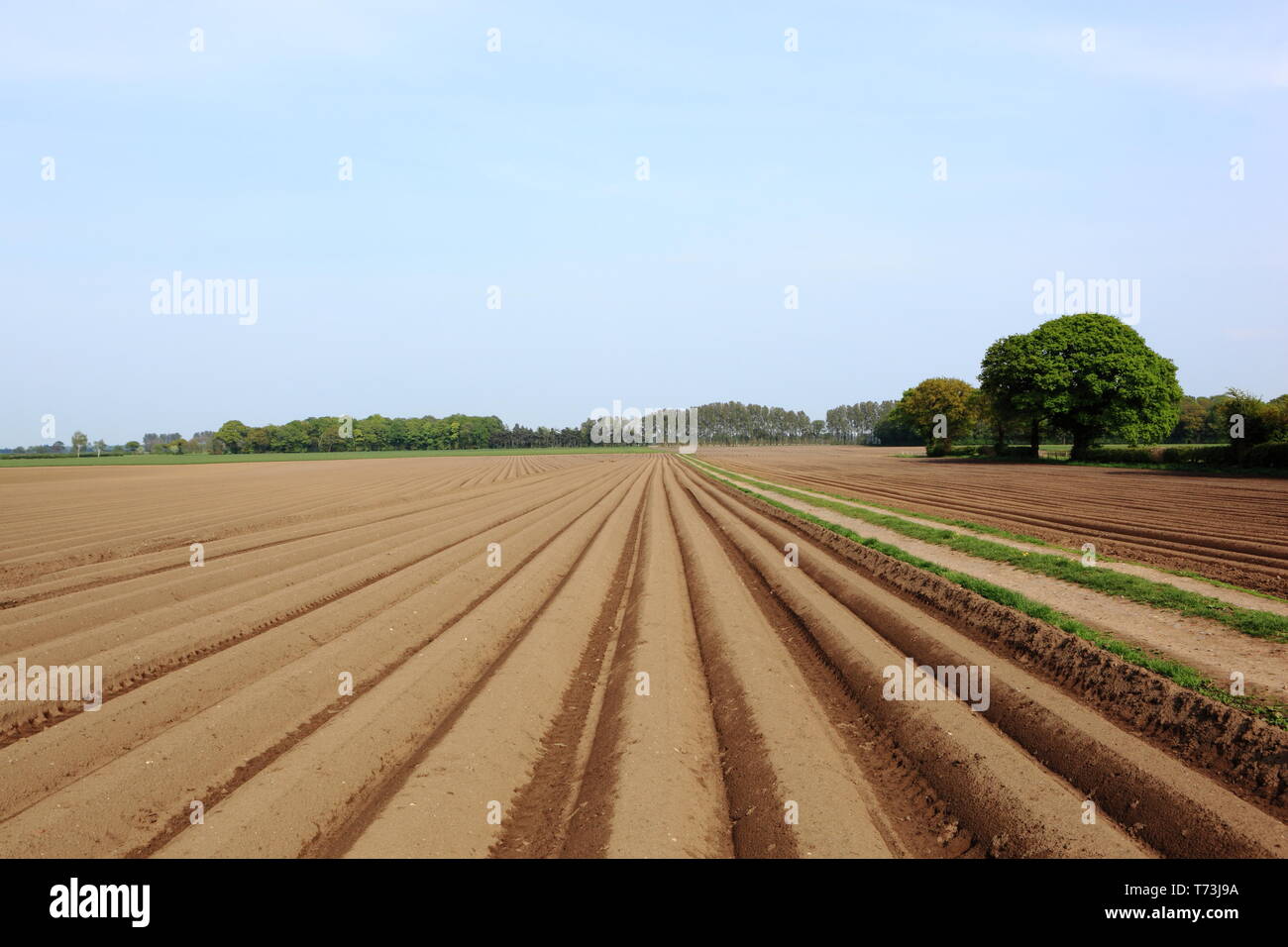 Muster und Texturen von Ackerland mit Rillen und Furchen der Kartoffel Felder im Frühling Stockfoto