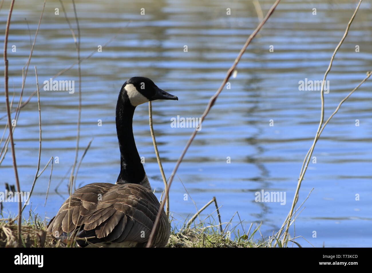 Kanadische Gans oder Branta canadensis Essen grünen Weide in der Nähe des Teiches. Stockfoto