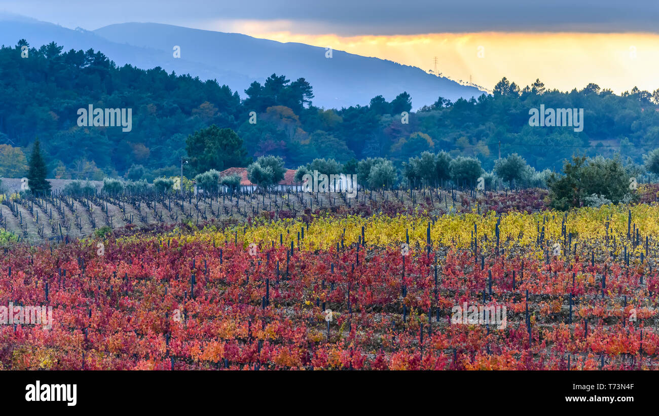 Bunte, Herbst bunte Laub an Kulturpflanzen im Douro Tal; Peso Da Regua, Vila Real, Portugal Stockfoto