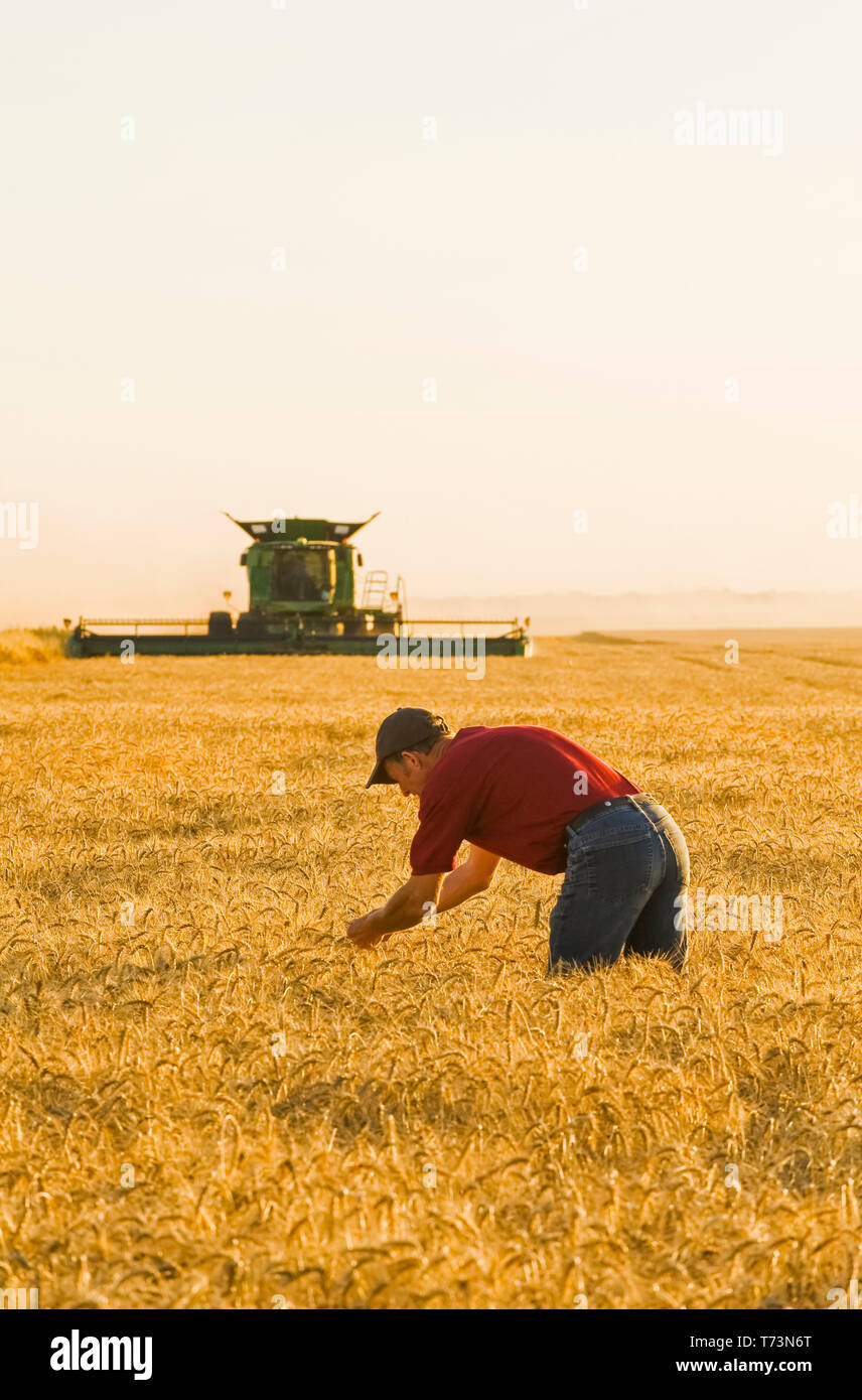 Ein Bauer untersucht die Ernte, während ein Harvester ernten Winterweizen kombinieren, in der Nähe von Niverville, Manitoba, Kanada Stockfoto