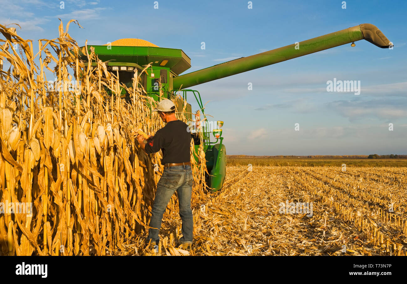 Ein Landwirt überprüft, Reifen, Ernten bereit feed/Getreide Mais vor seinem Mähdrescher bei der Ernte, in der Nähe der Niverville, Manitoba, Kanada Stockfoto