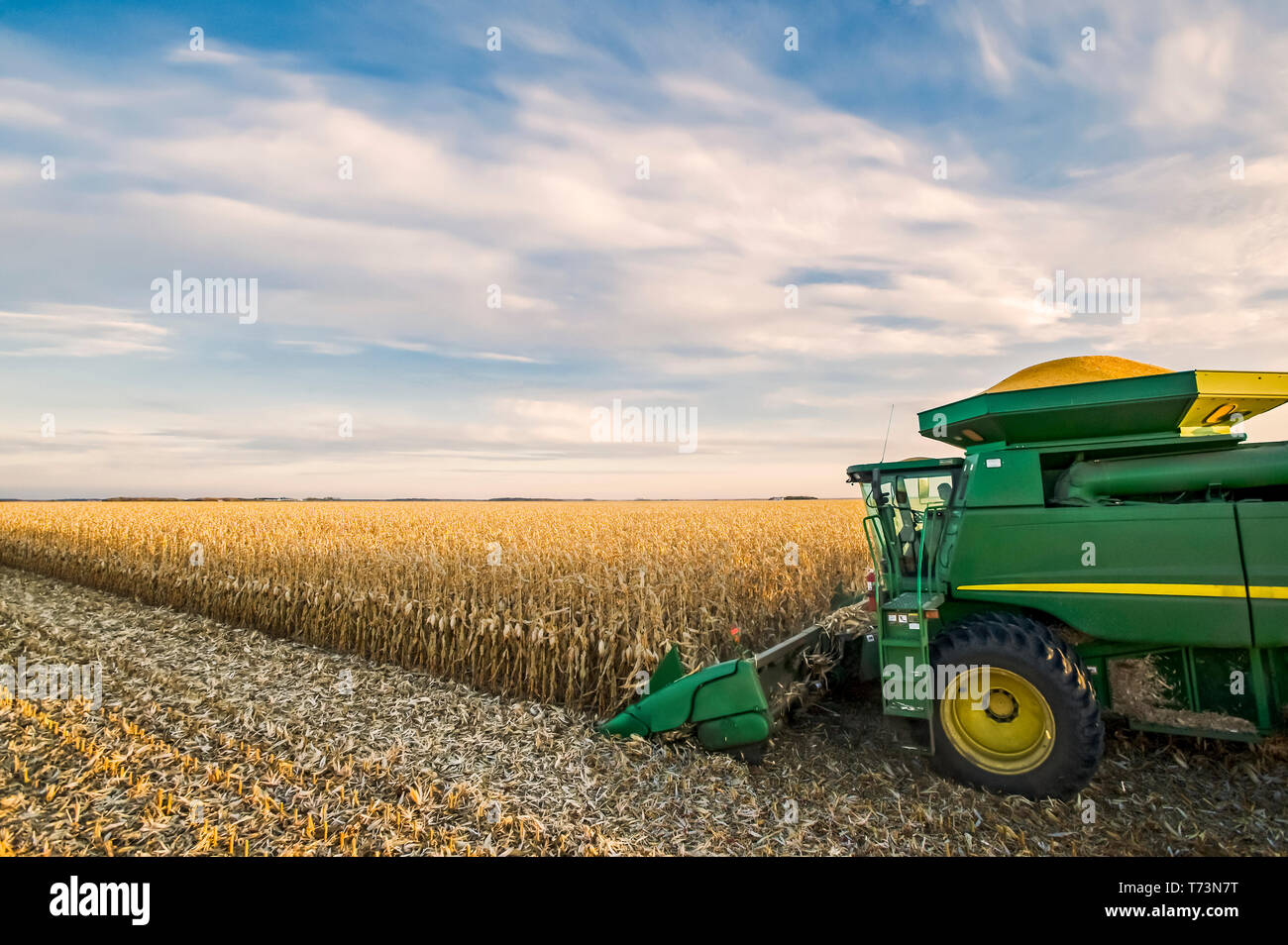 Ein Mähdrescher arbeitet im Bereich der Reifen-/Getreide Mais bei der Ernte, in der Nähe der Niverville, Manitoba, Kanada Stockfoto