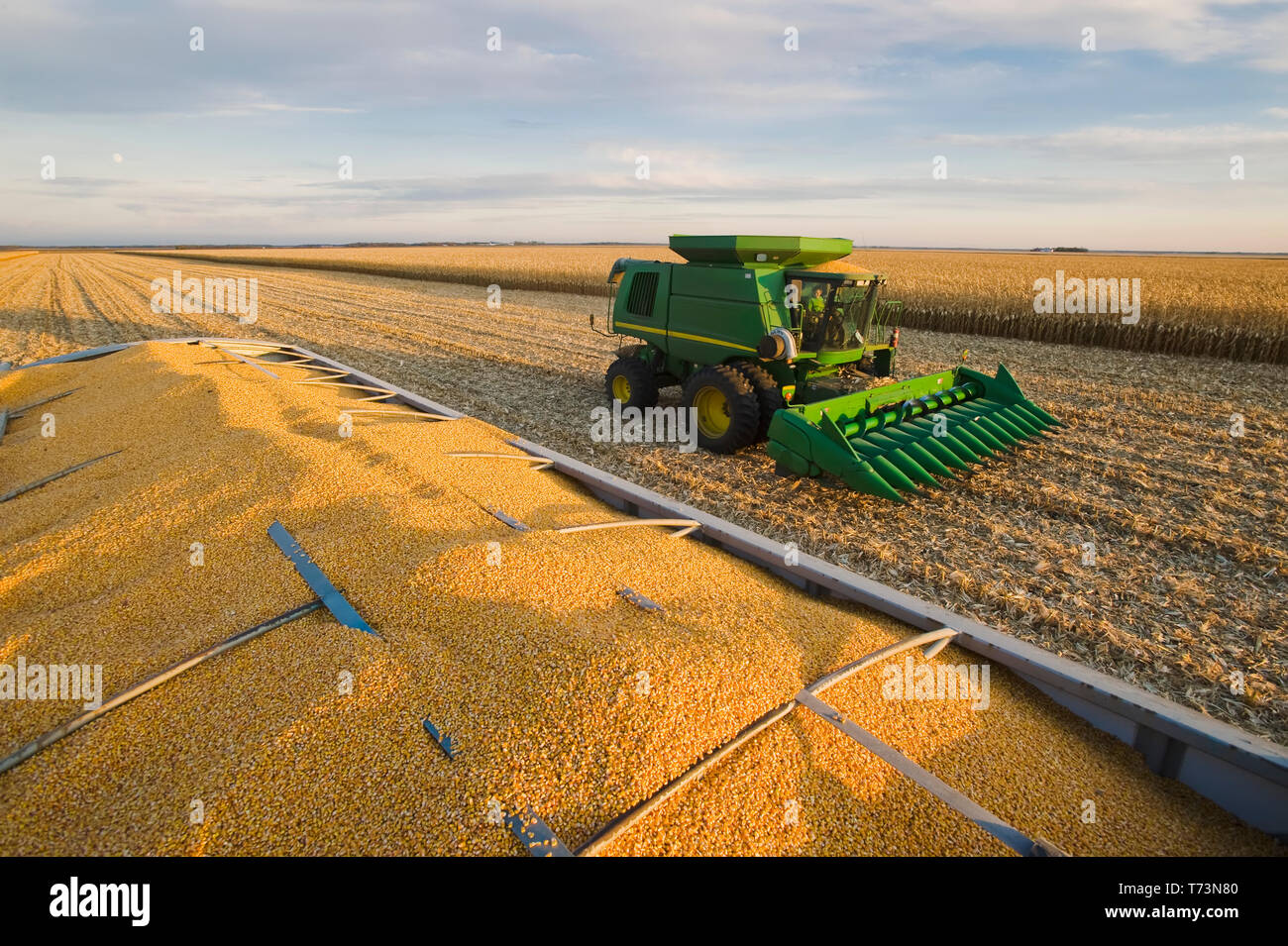 Geerntete Futtermittel/Getreide Mais in der Rückseite eines farm Stapler mit einem Mähdrescher im Hintergrund, während der Ernte, in der Nähe der Niverville, Manitoba, Kanada Stockfoto